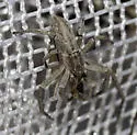 Philodromus cf. pratariae