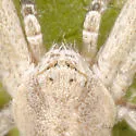 Philodromus cf. pratariae - photo 2