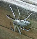 Philodromus cf. pratariae - photo 3
