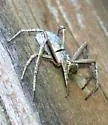 Philodromus cf. pratariae - photo 5