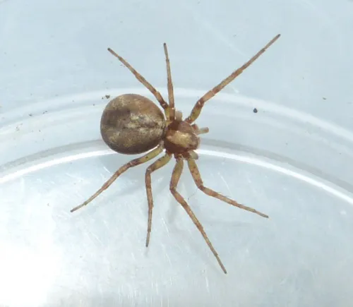 Philodromus praedatus