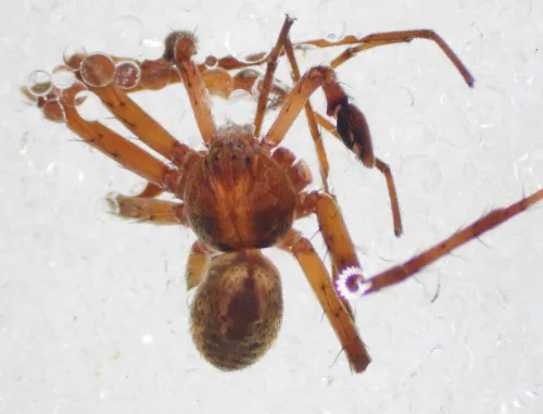 Philodromus praedatus - photo 2
