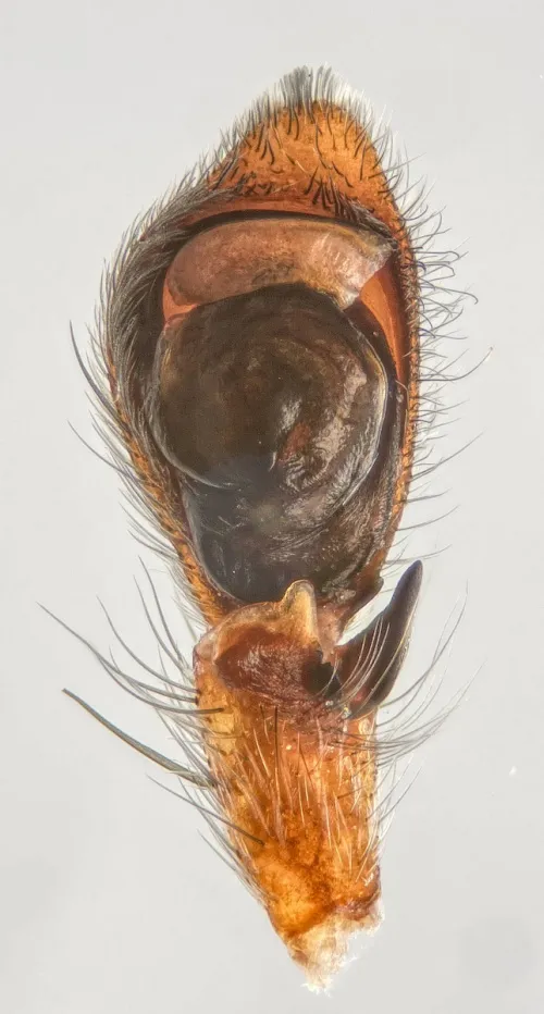Philodromus praedatus - photo 3