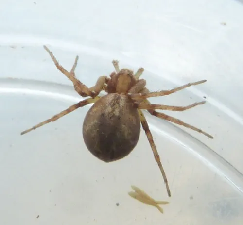 Philodromus praedatus - photo 4