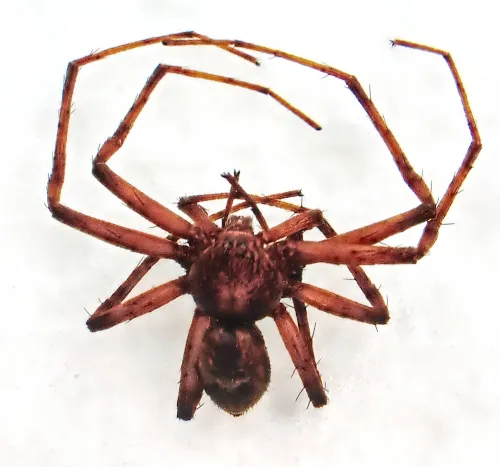 Philodromus praedatus - photo 5