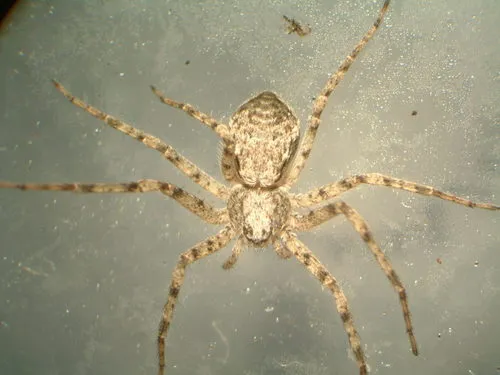 Resplendent Running Crab Spider