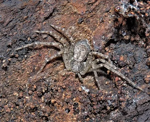 Resplendent Running Crab Spider - photo 2
