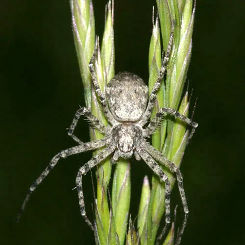 Resplendent Running Crab Spider - photo 4