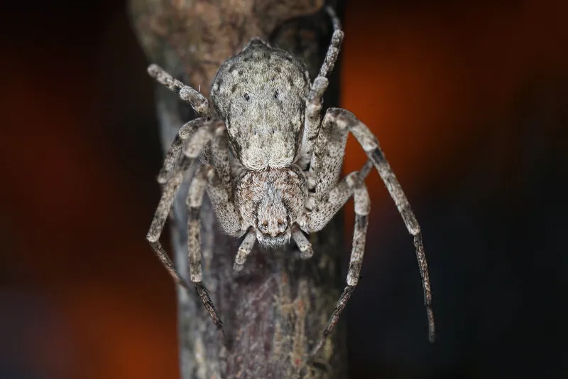 Resplendent Running Crab Spider - photo 5