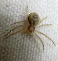 Philodromus quercicola