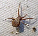 Philodromus quercicola - photo 2
