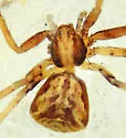 Philodromus quercicola - photo 3