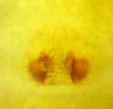 Philodromus quercicola - photo 4