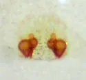 Philodromus quercicola - photo 5