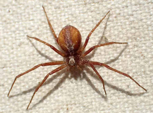 Philodromus rodecki