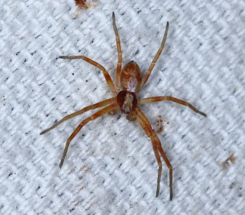 Philodromus rodecki - photo 4