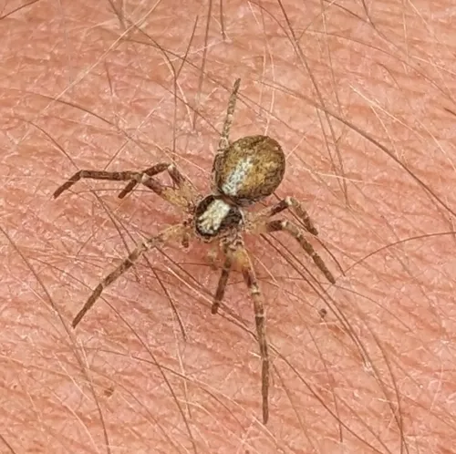 Philodromus rodecki - photo 5