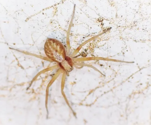 Philodromus rodecki - photo 7