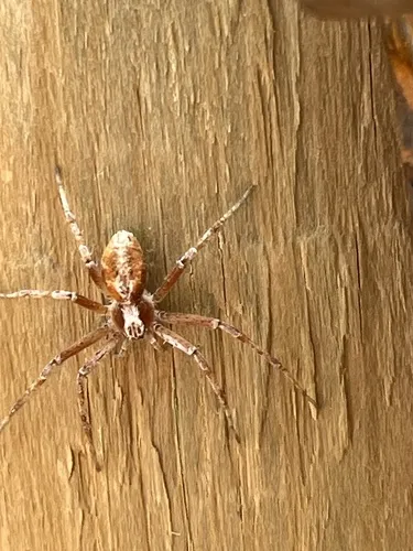Philodromus rodecki - photo 8