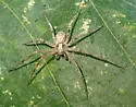 Philodromus speciosus