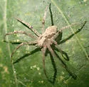 Philodromus speciosus - photo 2