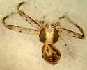 Philodromus speciosus - photo 3