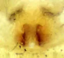 Philodromus speciosus - photo 4