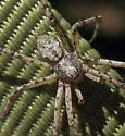 Philodromus spectabilis