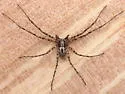 Philodromus spectabilis - photo 2