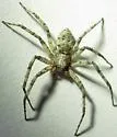 Philodromus spectabilis - photo 3