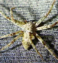 Philodromus spectabilis - photo 4