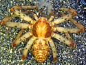 Philodromus spectabilis - photo 5
