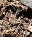 Philodromus validus