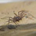 Philodromus validus - photo 2