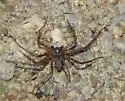 Philodromus validus - photo 3