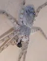 Philodromus vulgaris