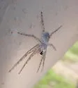 Philodromus vulgaris - photo 2