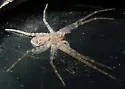 Philodromus vulgaris - photo 3