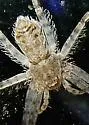 Philodromus vulgaris - photo 4