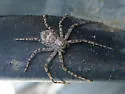 Philodromus vulgaris - photo 5