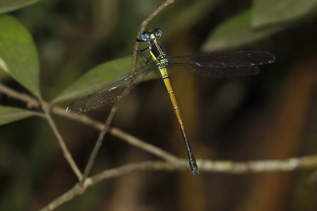 Philogangidae - photo 2
