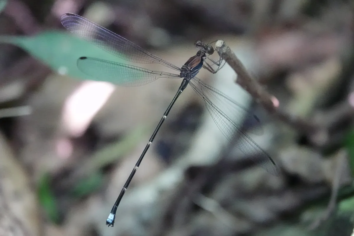 Philogeniidae - photo 3