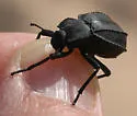 Philolithus actuosus