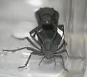 Philolithus actuosus - photo 2