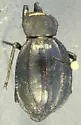 Philolithus actuosus - photo 3