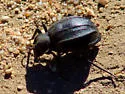 Philolithus actuosus - photo 4