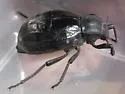 Philolithus actuosus - photo 5