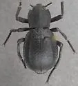 Philolithus carinatus