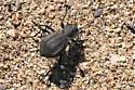 Philolithus carinatus - photo 2
