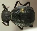 Philolithus densicollis